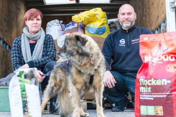 Hilfstransport für herrenlose Hunde