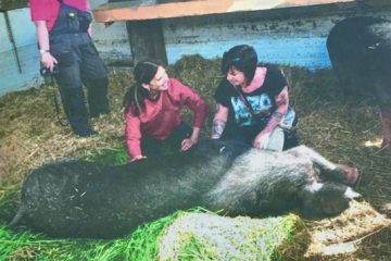 Verein rettet Tiere vor Schlachter